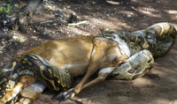 ニシキヘビは通常、獲物の胴体に巻き付きますよね。しかし、以下の写真では、何故脚に巻き付いています 