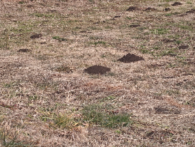 空き地にあるこういう土の塊はどうしてできるのですか？ イノシシですか？モグラですか？