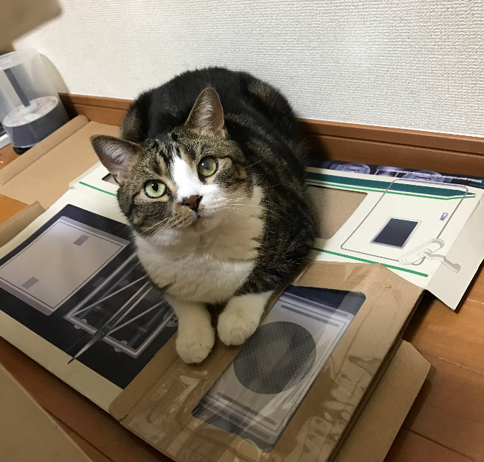 こちらのねこちゃんのお名前を教えてください。