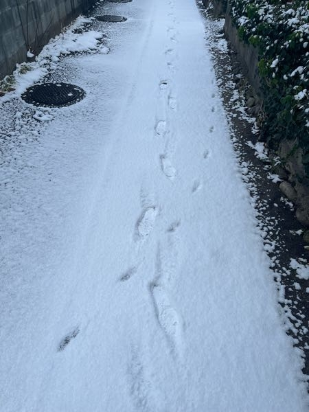 珍しく雪が降ったので朝散歩をしたのですが、この足跡はいったい何の動物のものでしょうか？ 有識者が居たら教えてください 場所は九州北部のそこそこ田舎、住宅地の路地です。 返信にもうちょっと見やすい写真貼れます