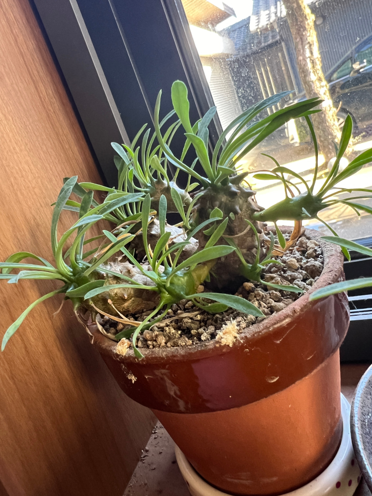 この植物はなんていう名前でしょうか？