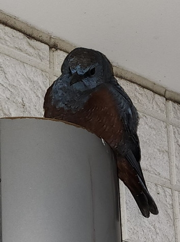 ベランダに来る鳥について質問です。 毎晩この鳥がベランダの換気口の上に来ます 掃除してもすぐ糞まみれにされてしまい、洗濯物も気になったりするのでネットでも張ろうかと思っています。 この鳥は何て種類の鳥でしょうか？