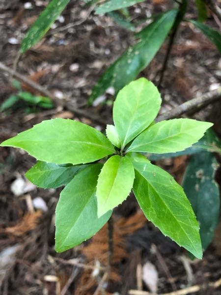 これは何て植物ですか？山中にありました。