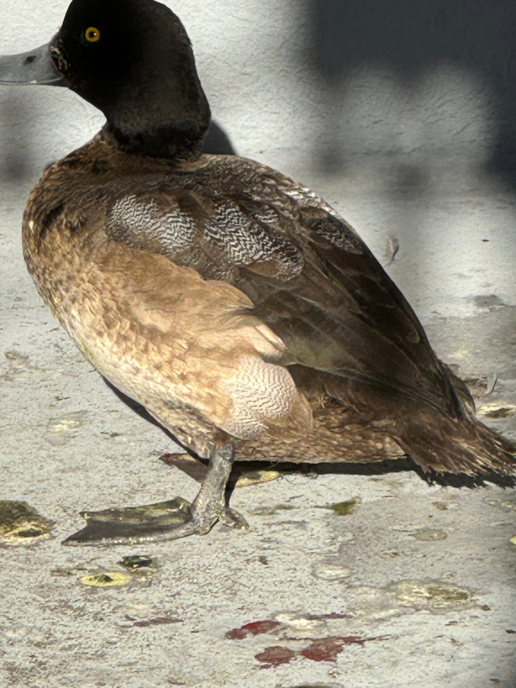 この鳥はなんですか？ 家の2階のベランダにいました。