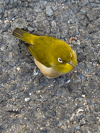 この鳥は何かのひなですか？ - メジロ雛では無い様です。 - Yahoo!知恵袋