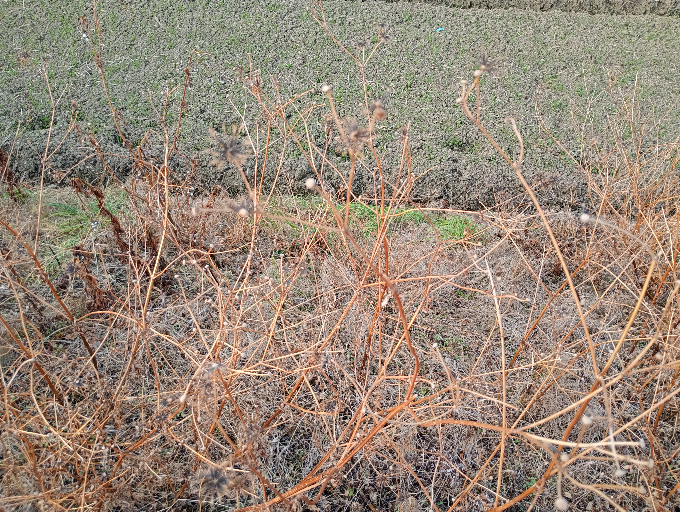 この有名な植物わかる人いますか？ 藪に入ったら、種子が纏わりついて大変な奴