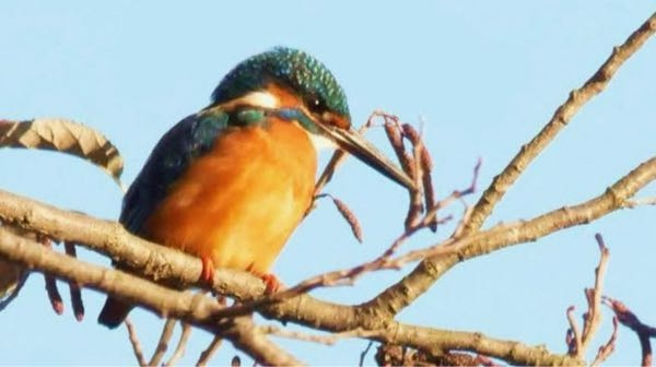 野生動物を見るために旅行したことがありましたら、どこへ何を見に行ったか教えて下さい？