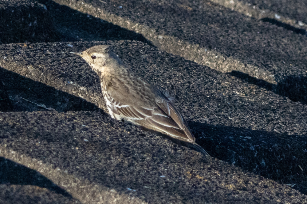 この鳥はなんと言う鳥でしょうか？