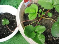 いちごの育て方について教えてください 現在ランナーが出ています 二つ Yahoo 知恵袋