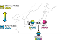 縄文人・弥生人・古墳人の日本人三重構造モデルは結局否定されたんですか？ 元々二重構造の奴が渡来して縄文人と合わせて三重構造になっていて、なおかつ地域ごとに渡来人の定着時期にズレがある(ある地域には弥生時代に定着、別の地域には古墳時代に定着みたいな……)から弥生人や古墳人がいるように見えるだけで、実際には渡来人同士ではそんなに変わらない感じなんですかね？
【参考】
東邦大学プレスリリース ...