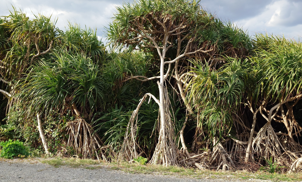 この植物の名前を教えてください。 先日、沖縄の万座毛で見かけました。 根が幹の中ほどから出ています。マングローブ林にあるような植物でした。 名前をご存知の方教えてください。 よろしくお願いいたします。