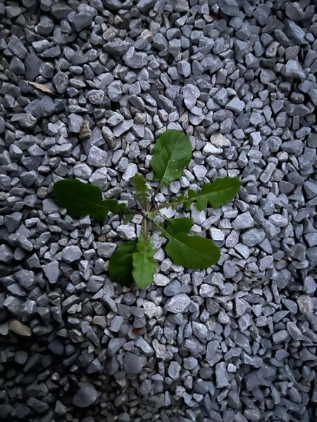 この植物は何ですか？