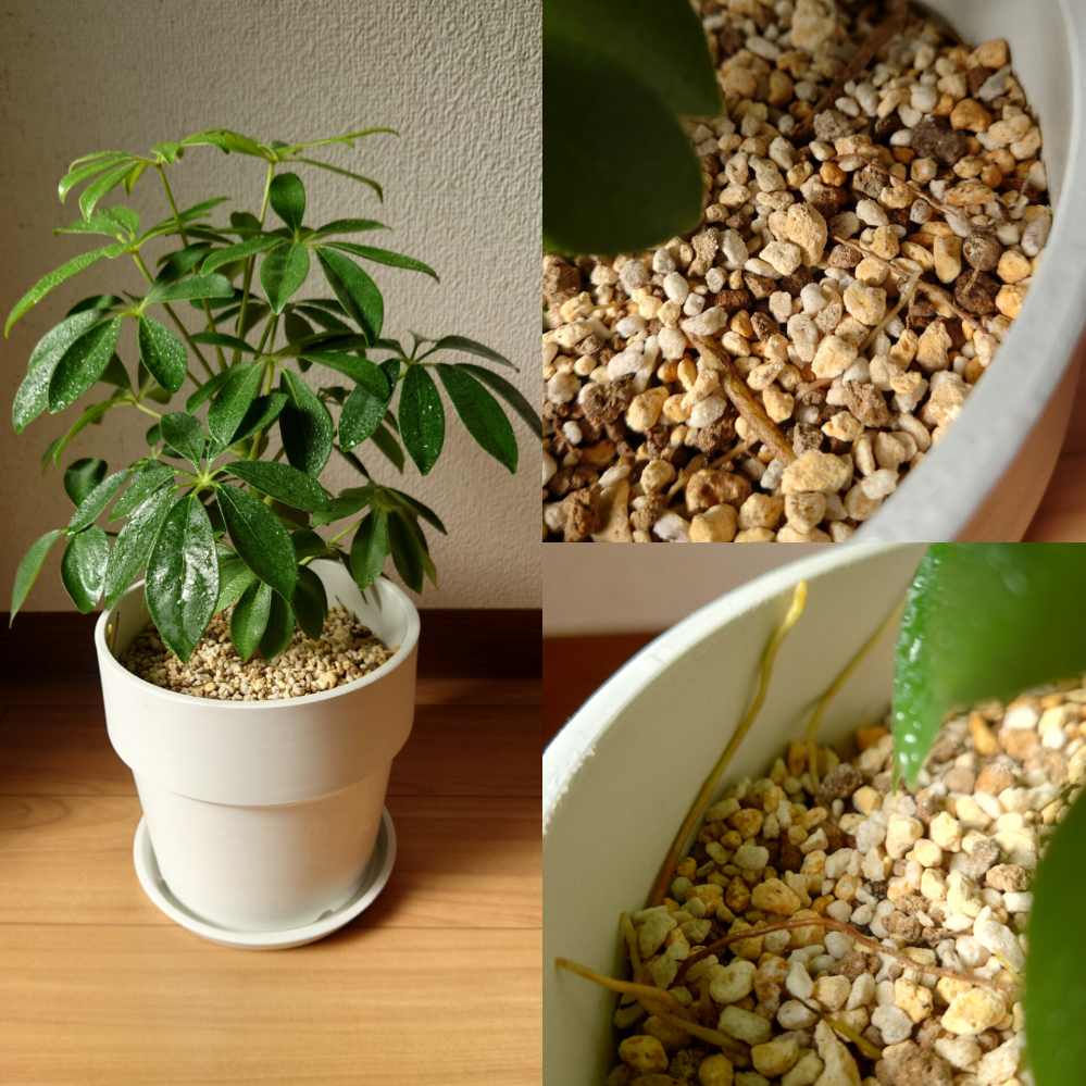 雀の砂浴びについて。ベランダの鉢で子雀が砂浴びをするようになってしまいまし... - Yahoo!知恵袋