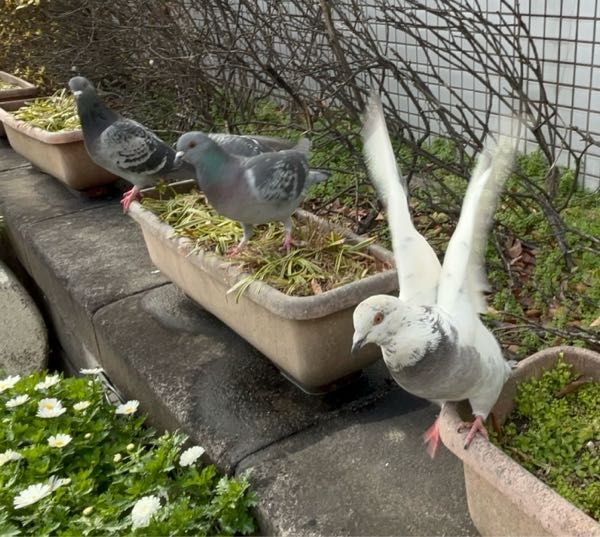 この白い鳩は横の鳩とは違う種類ですか？