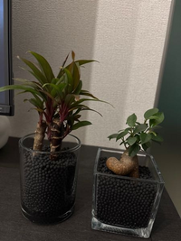 観葉植物　ストレッチア　引き取り希望　2m 観葉植物 ストレッチア 引き取り希望 2m