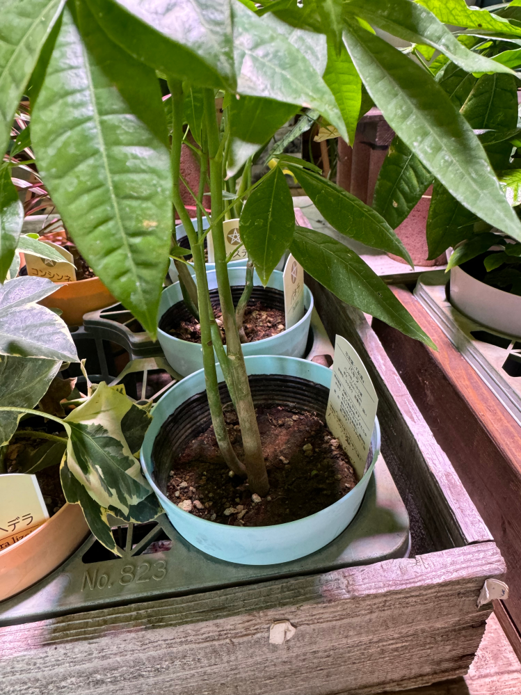 ホームセンターで見つけたこちらのパキラですが、実生苗になりますで