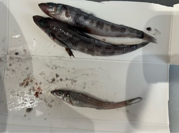 メヒカリをスーパーで買ったのですが、下の1匹が違う魚に見えます。メヒカリなのか、違う魚なのか教えて頂きたいです。 上の2匹はメヒカリです。