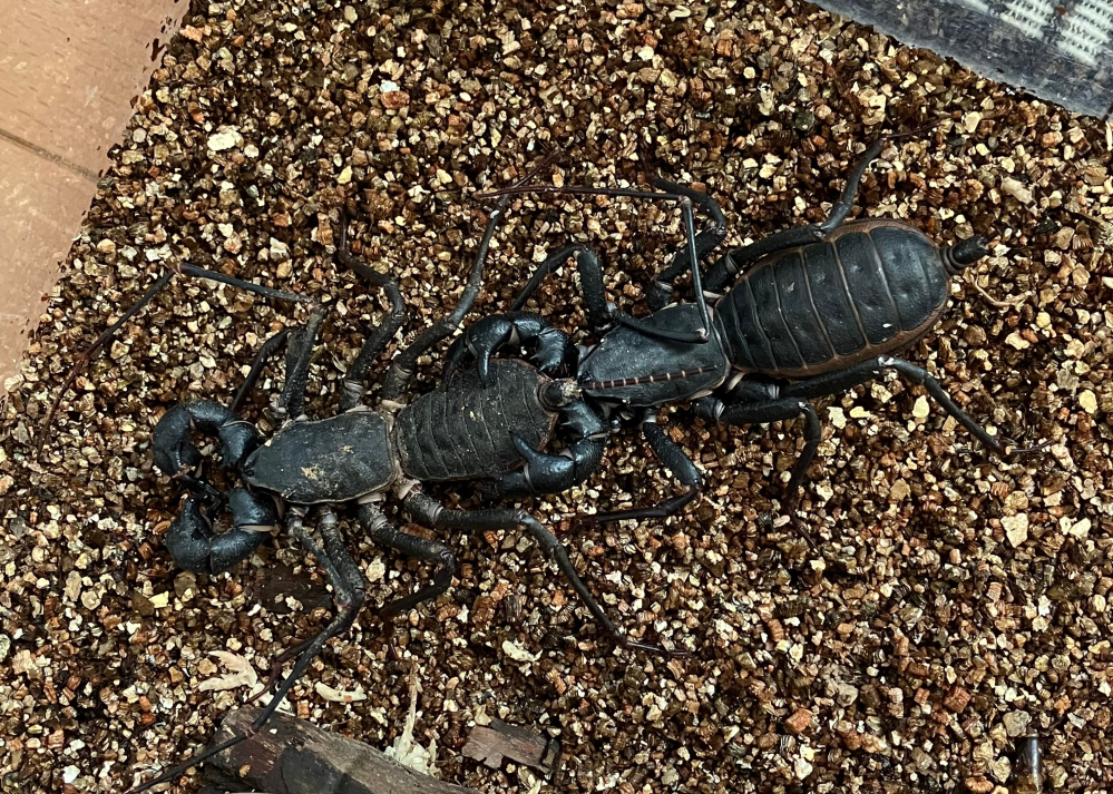 家で飼ってるサソリモドキが合体してました。 最近餌の食いつきも悪いし動きも鈍くなってる気がします。大丈夫なのでしょうか？