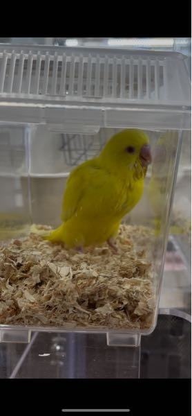 セキセイインコ 雛の体重について！ 昨日、セキセイインコ（ルチノー•赤目）の子をお迎えしました。 生後約1ヶ月程です。 今朝挿し餌をあげた際に体重を計り46gでした。 この体重は太り過ぎということでしょうか？ 今まで２回ほどインコをお迎えした事あるのですが、今までの子は30〜35g程の体重だった記憶があり、太り過ぎかなと心配になりました。 まだ迎えてから1日も経ってませんが 糞•呼吸•日中の様子•挿し餌の際に異変は今のところありません。ペットショップで観察した時も特に異変はありそうに見えませんでした。 ただ胸部が雛にしては大きいなと思い、今1番不安な要素です。胸部の大きさで重さが増してるのですかね？？写真も載せておきます（ ; ; ）角度によってはすごくマッチョに見えます！ また近いうちに病院で健診を受けにいきます！