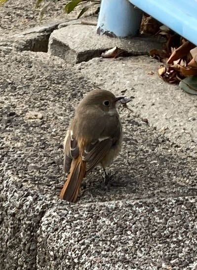 つい先程、宝塚市内で撮影しました。 なんという鳥でしょうか？