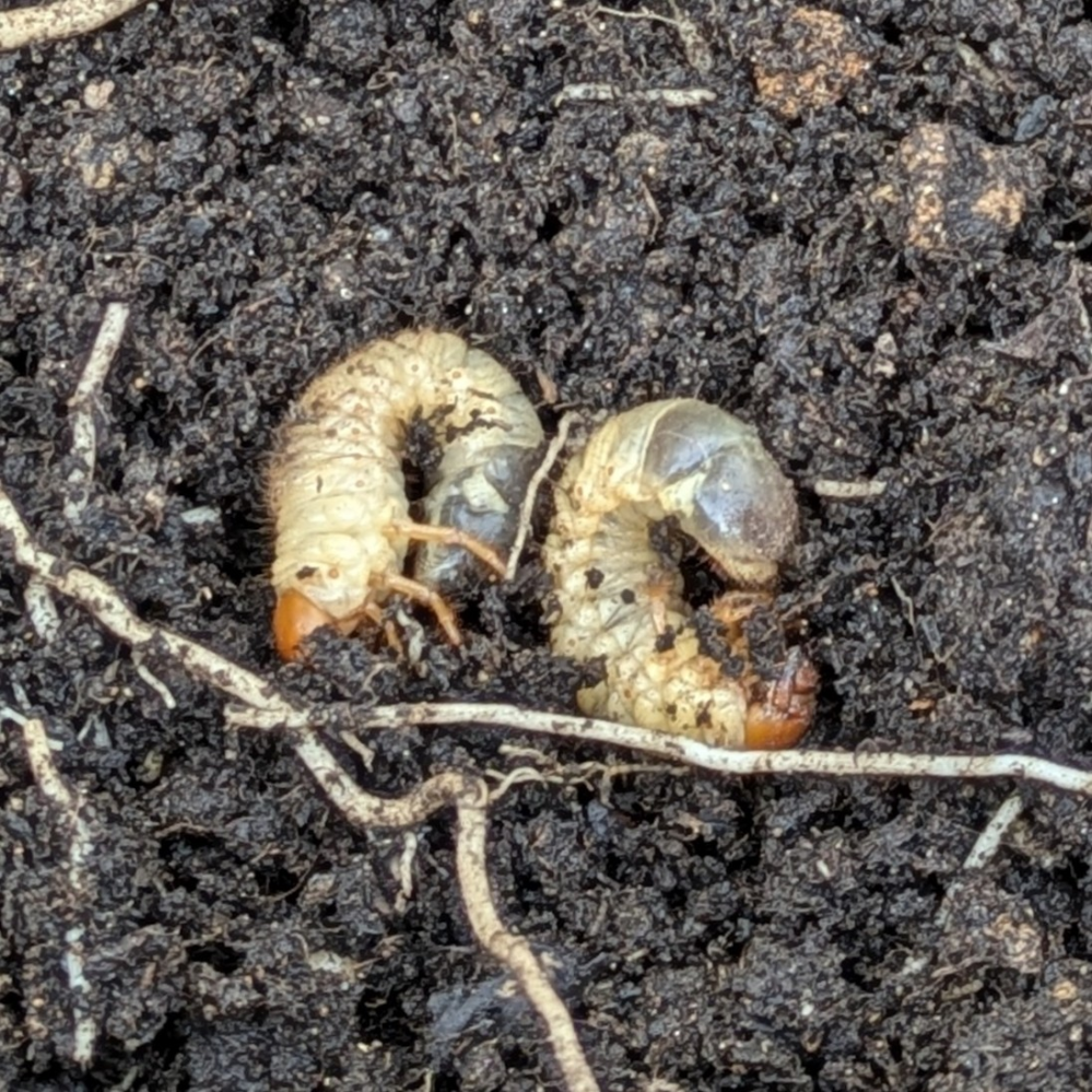 この幼虫はなんの虫でしょうか？ バラ初心者です。バラの土の植え替えをしていたら、たくさん写真の幼虫が出てきました。サイズは丸まっている状態で直径3〜4cmぐらいです。（とりあえずミニトマトの容器に入れてみました）