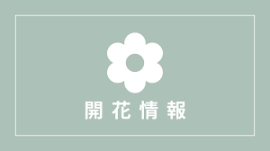 梅や桜を見に行くときは 観光協会や市役所などの開花情報を こまめにチェックしていますか？