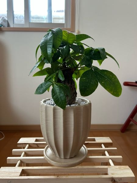 実生3株　羽毛1株 これは実生株ですか？(観葉植物専門店で購入したパキラです) - Yahoo