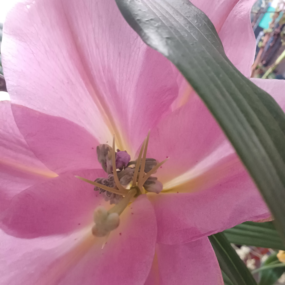 花についての質問です。 先日、花束を貰ったので花瓶に移していたのですが、カサブランカの花の中に花？があり、ずっと気になっていました。画像の通り、通常のカサブランカには見られないこのような花がありました。 これは一体なんなのでしょうか？説明よろしくお願いします。