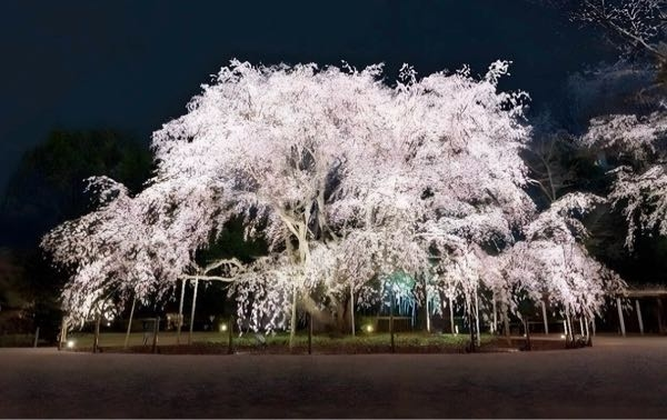 しだれ桜は夜の方が映えますか？