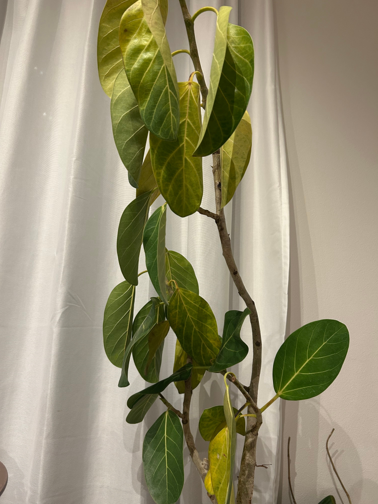観葉植物(ゴムの木)について質問です。家で育てているフィカスベン 
