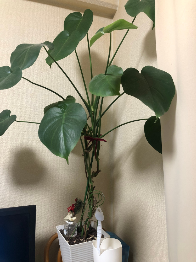 こんなに大きくなってしまいました。この後どうすれば良いのでしょうか 