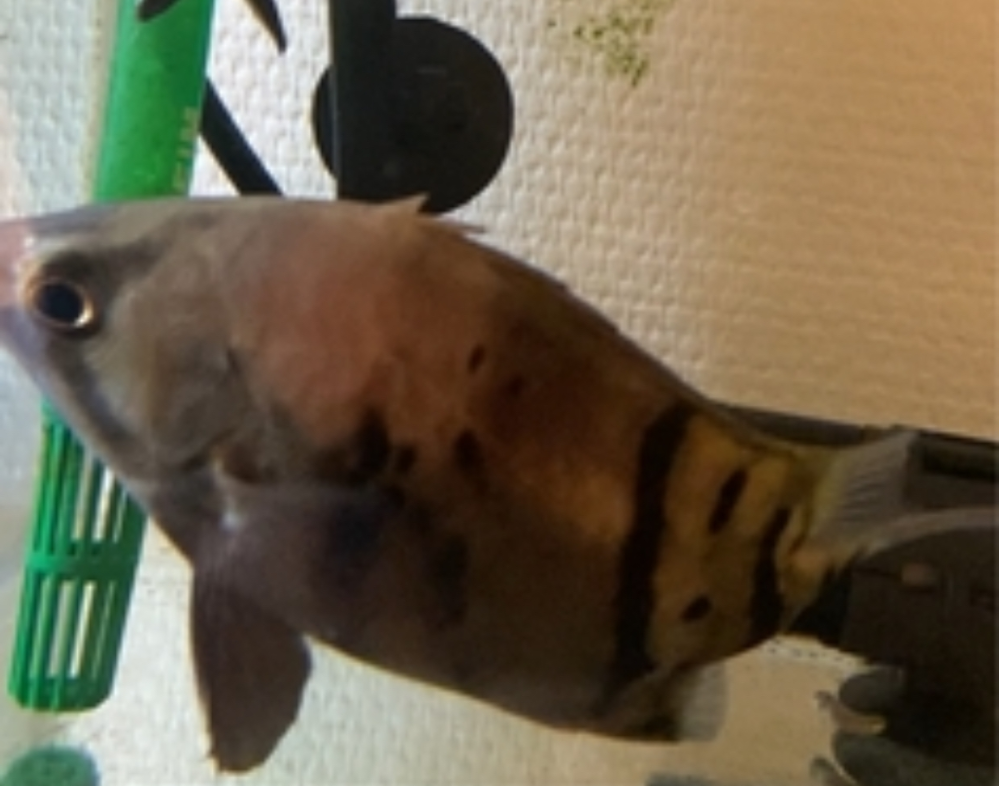 ダトニオプラスワンの病気について質問です。飼っているダトニオが画 ダトニオ　(現在話し中)