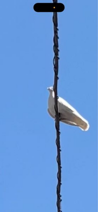 真っ白の鳩を見かけたのですがこれはアルビノですか？ 