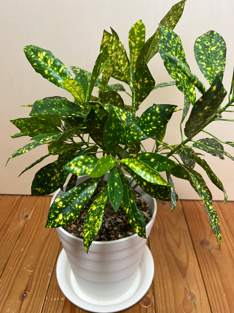 育てている観葉植物の名前を忘れしまいました。調べてみたところ 