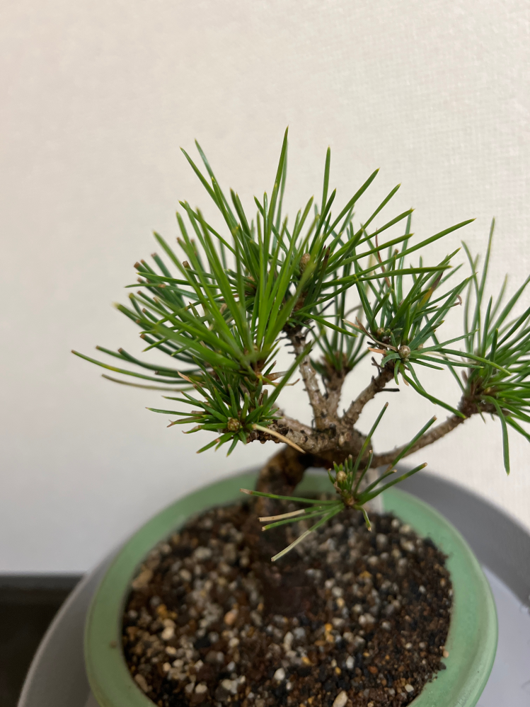 黒松の盆栽が枯れた時の対処購入して1週間ほどの盆栽が日に日に葉の色