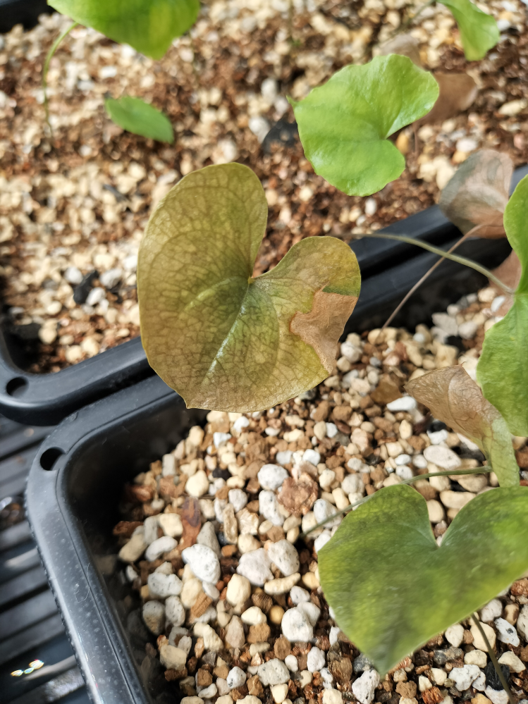 耶悉茗』は、何て読みますか？植物の名前かと思うのですが、ご 
