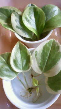 ペペロミアの葉挿しについて 夏場に剪定したペペロミアの葉っぱ 二種類 を Yahoo 知恵袋