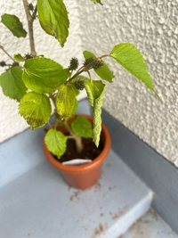 1ヶ月半ほど前に購入した桑の木の元気がないです…葉っぱがところど 
