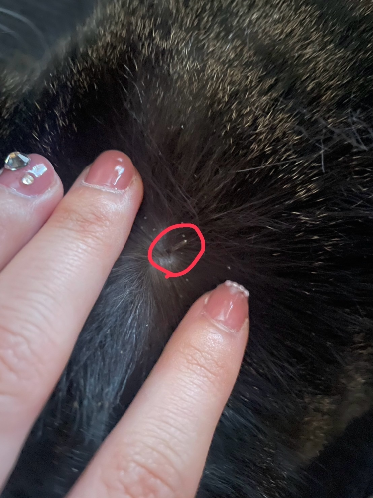ねこの背中にできる謎のできもの？について 飼っている猫の背中に、写真のようなものがあります。 触ってみると硬く、素材は猫の爪のようなかんじです。皮膚から生えてきている？刺さっているような感じです。 ブラッシングをすると抜けました。猫は痛がったりはしないです。 ただ、抜いてもまた気がつくと同じものができています。。 これはなんなのでしょうか？