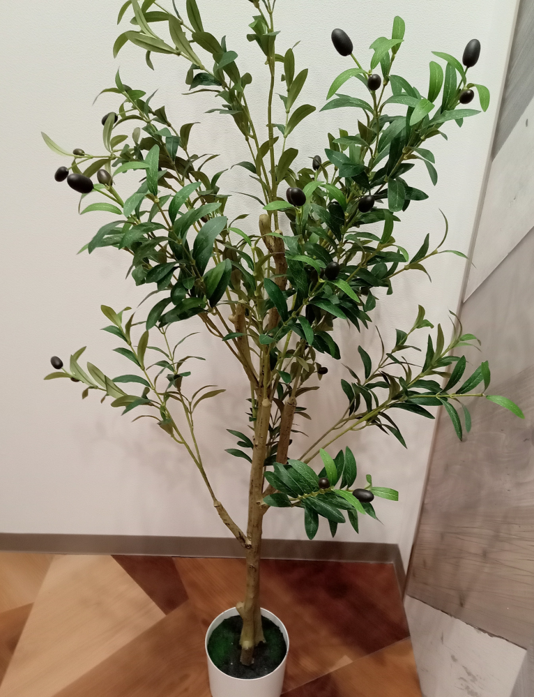 フェニックス・ロベレニーの判定方法 (Phoenix roebelenii)
