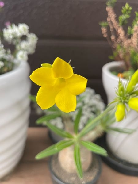 塊根植物店でグラキリスとして購入したのですが、ロスラーツムっぽい