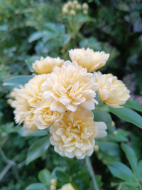 教えて下さいませ。
この花の名前は何といいますか？ 
