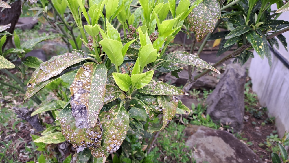 ユッカロストラータついて質問です。鉢植えのロストラータが ユッカロストラータついて質問です。鉢植えのロストラータが