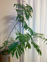 エバーフレッシュ コメント利用身分確認待ち