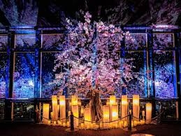 クリスマスイルミネーションより 夜桜イルミネーションの方が好きですか？