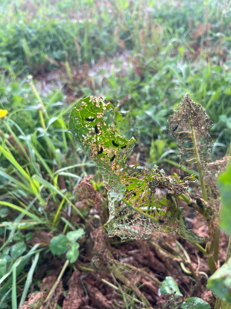 この虫の名前を教えてください。 とんでもなく大量発生しています。 害はありますでしょうか。 原因と対策もわかれば教えていただきたいです。