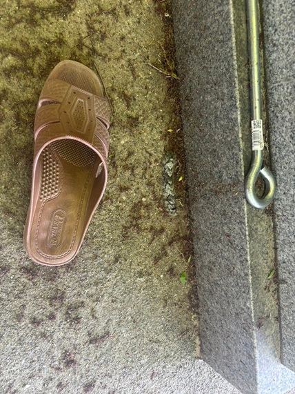 これ、何の幼虫ですか？ 大きかったです。10㎝弱あるんじゃないかな イモムシみたいに這っていました。場所は愛知県岡崎市の山です。
