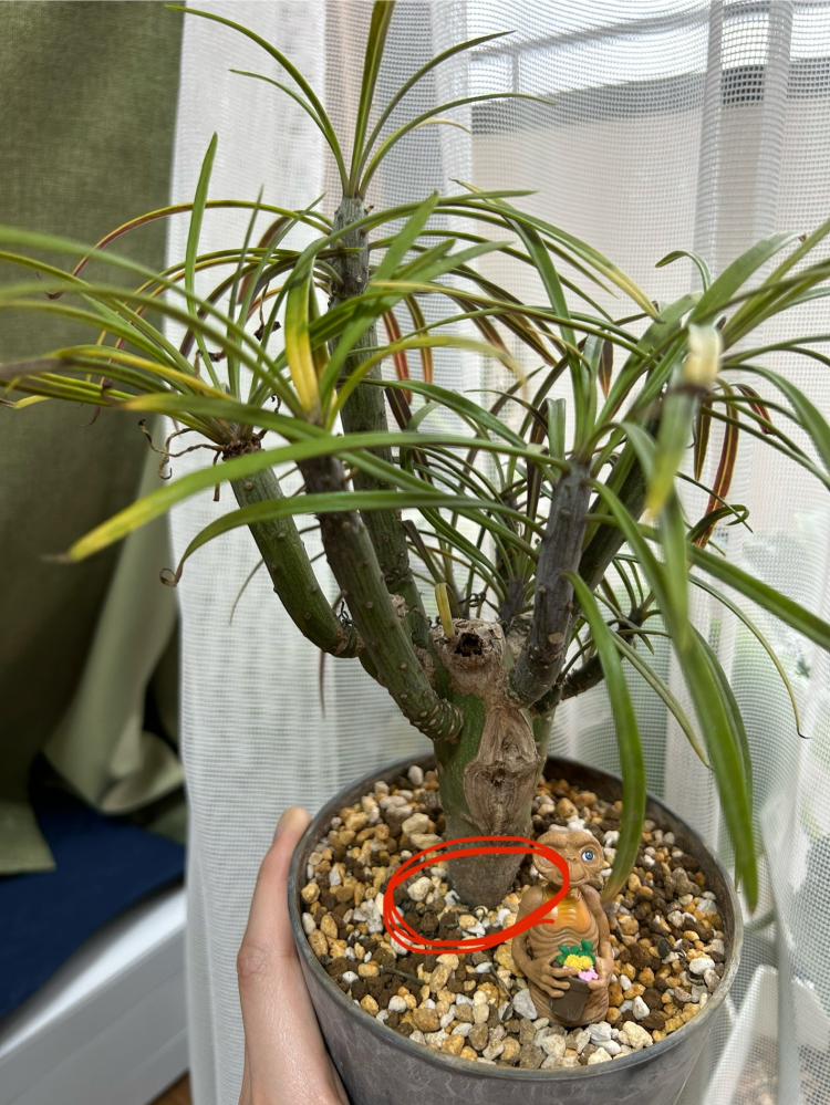 ユッカロストラータついて質問です。鉢植えのロストラータが ユッカロストラータついて質問です。鉢植えのロストラータが