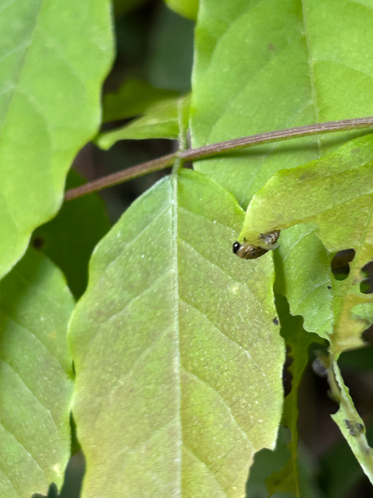 これはなんの芋虫ですか？ 蝶々になりますか？