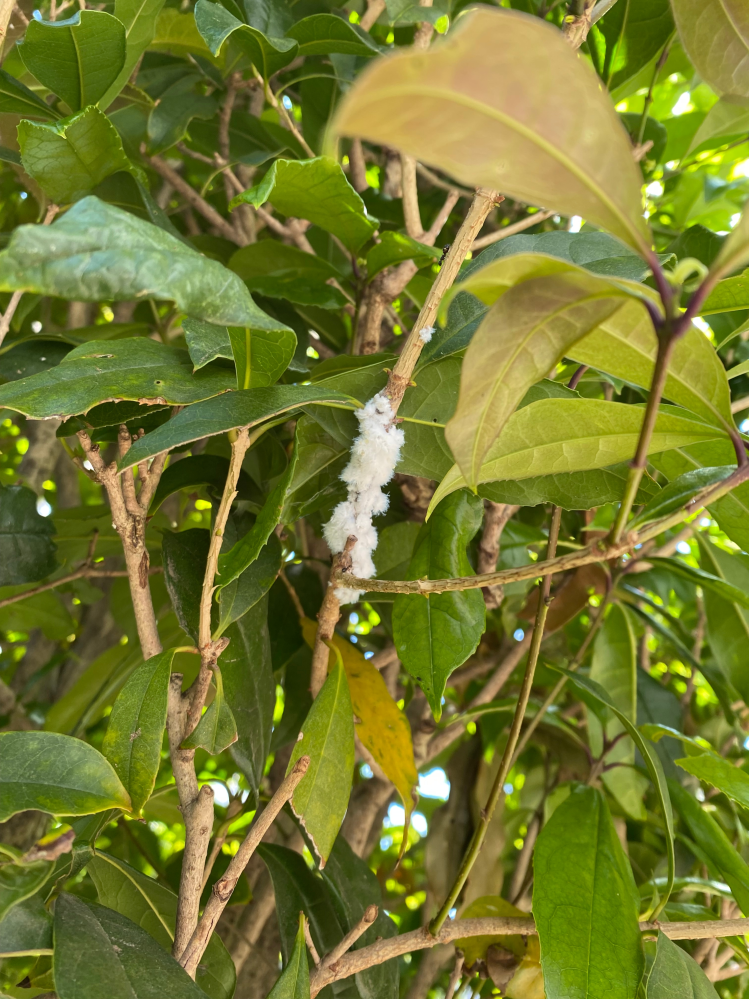 庭の木の枝(キンモクセイ)に白いものが付いてましたが何かの卵？蛹？でしょうか。 関係あるか分かりませんが周りにアリが数匹いました。